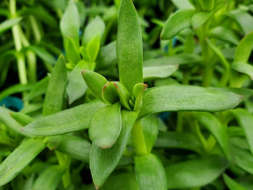 burgundy jade plant detail image