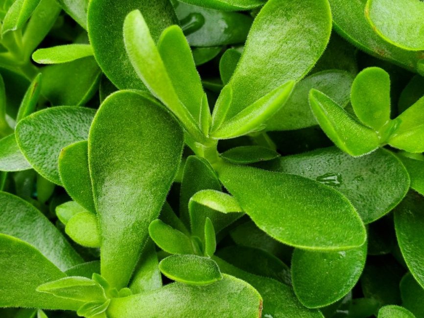 money maker crassula detail image