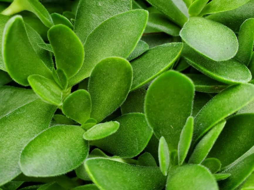 Money Maker Crassula succulent with thick green leaves by Studley Flower Gardens