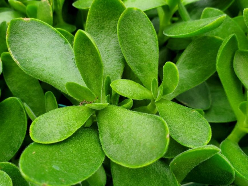 Money Maker Crassula succulent with thick velvety obovate leaves by Studley Flower Gardens detail image