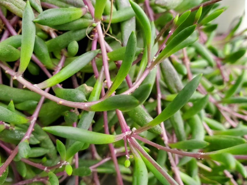 Little Pickles succulent with trailing growth and medium rate by Studley Flower Gardens