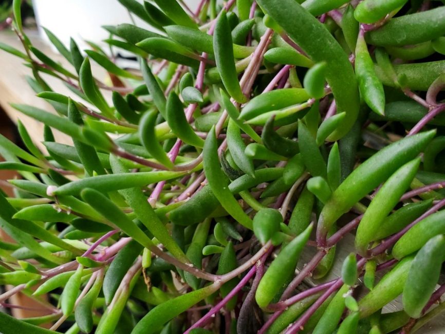 Little Pickles trailing succulent with small green pickle-shaped leaves by Studley Flower Gardens