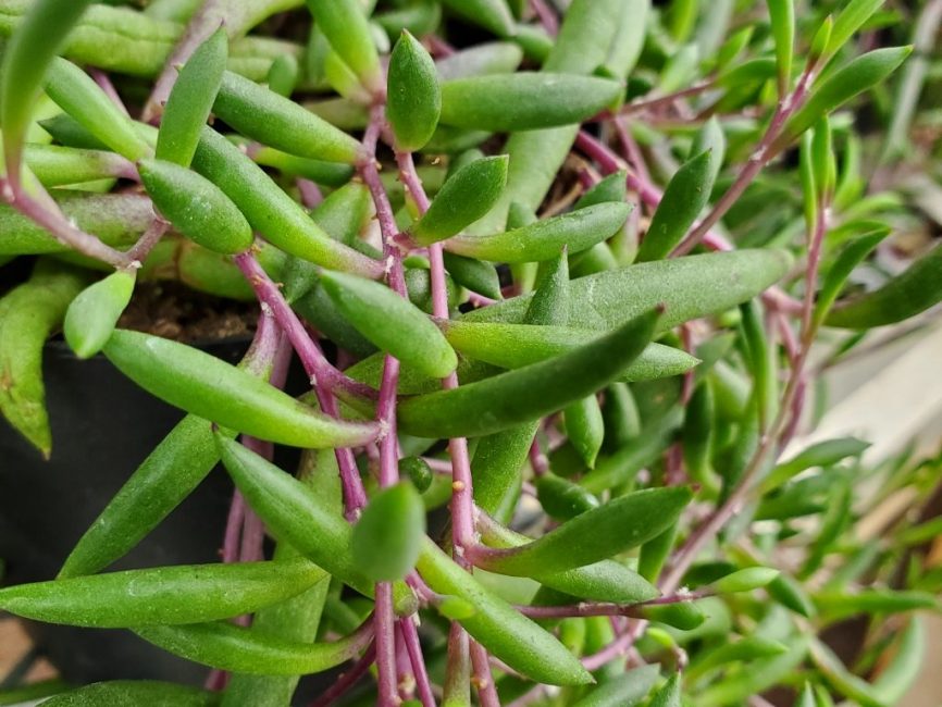 Little Pickles succulent with trailing growth from Studley Flower Gardens in NH by Studley Flower Gardens