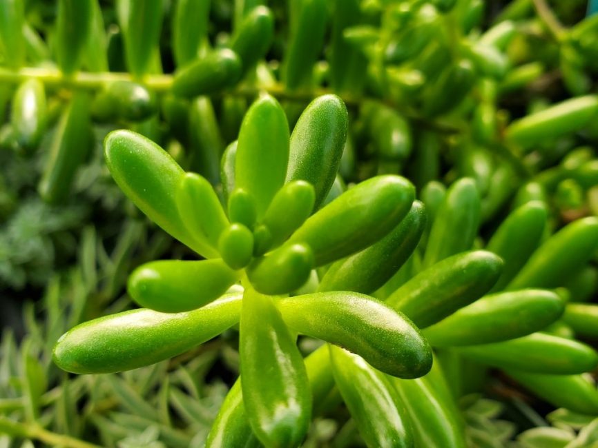 Green pork beans succulent with plump jelly bean shaped leaves by Studley Flower Gardens