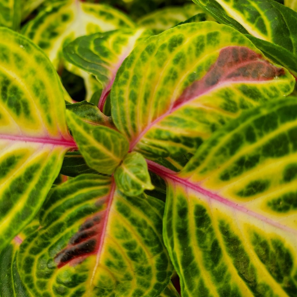 Variegated Heart Iresine with bright pink stems and yellow-green variegated leaves by Studley Flower Gardens detail image