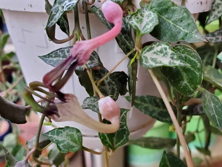 String of spades succulent with trailing heart-shaped leaves by Studley Flower Gardens