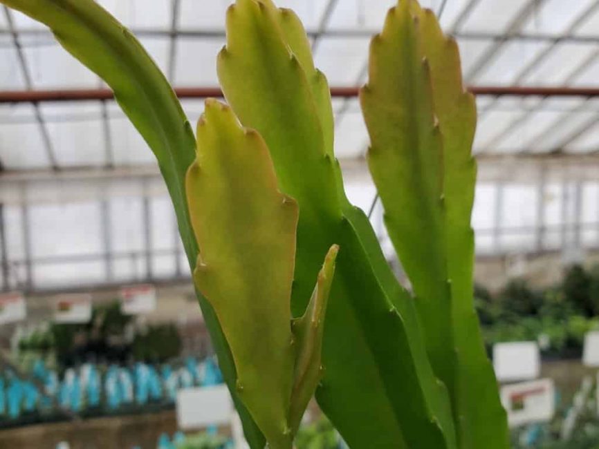 Pink orchid cactus with vibrant scalloped stems and bright blooms by Studley Flower Gardens