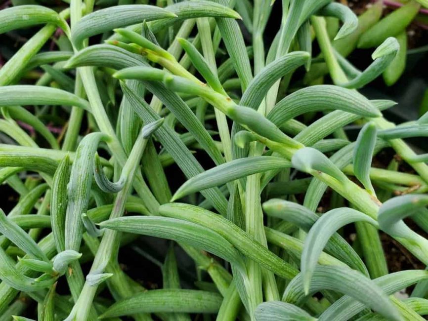 String of fish hooks succulent with trailing curved stems by Studley Flower Gardens detail image