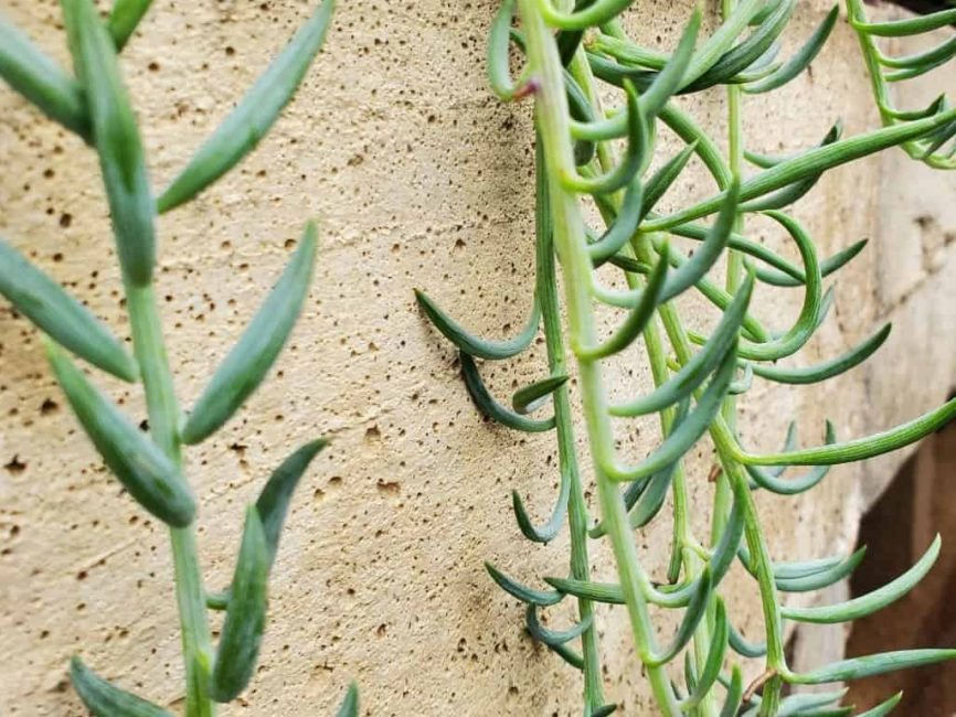 String of fish hooks succulent with trailing stems for windowsill display by Studley Flower Gardens