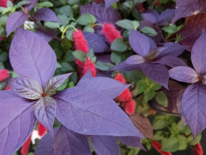 purple knight alternanthera detail image