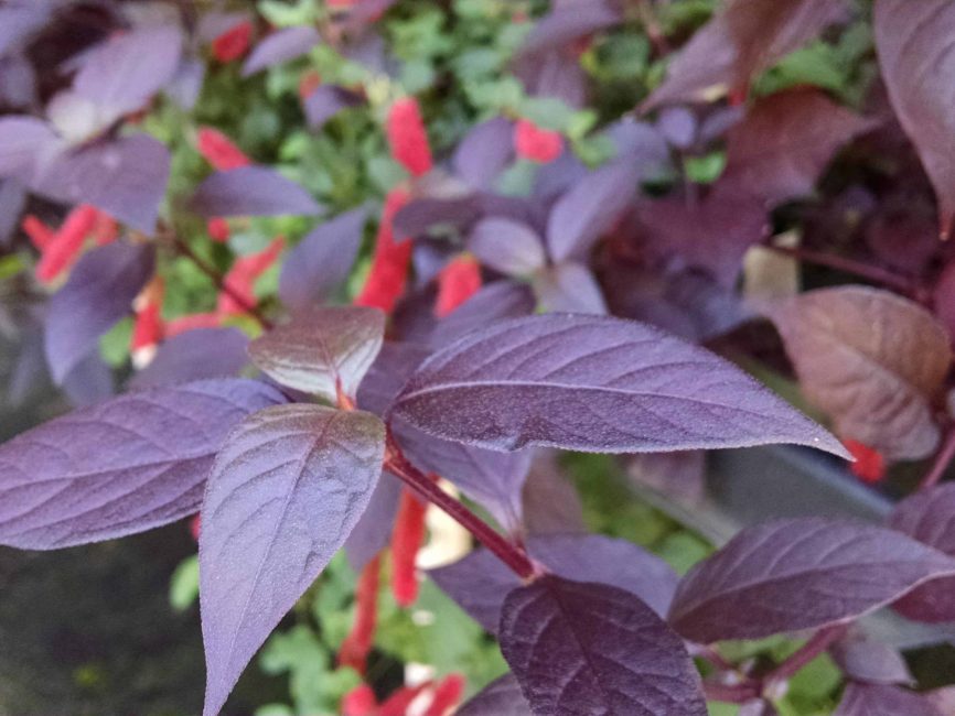Purple Knight Alternanthera with rich purple foliage by Studley Flower Gardens