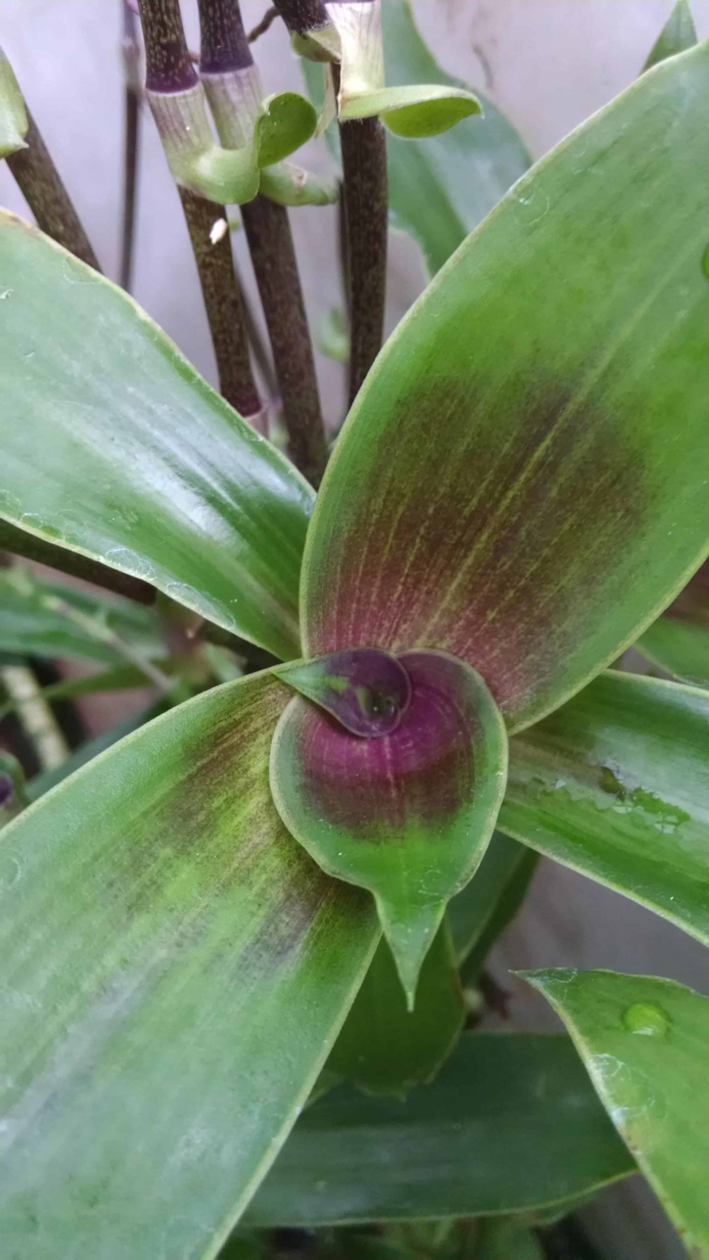 Basket Plant - Image 2