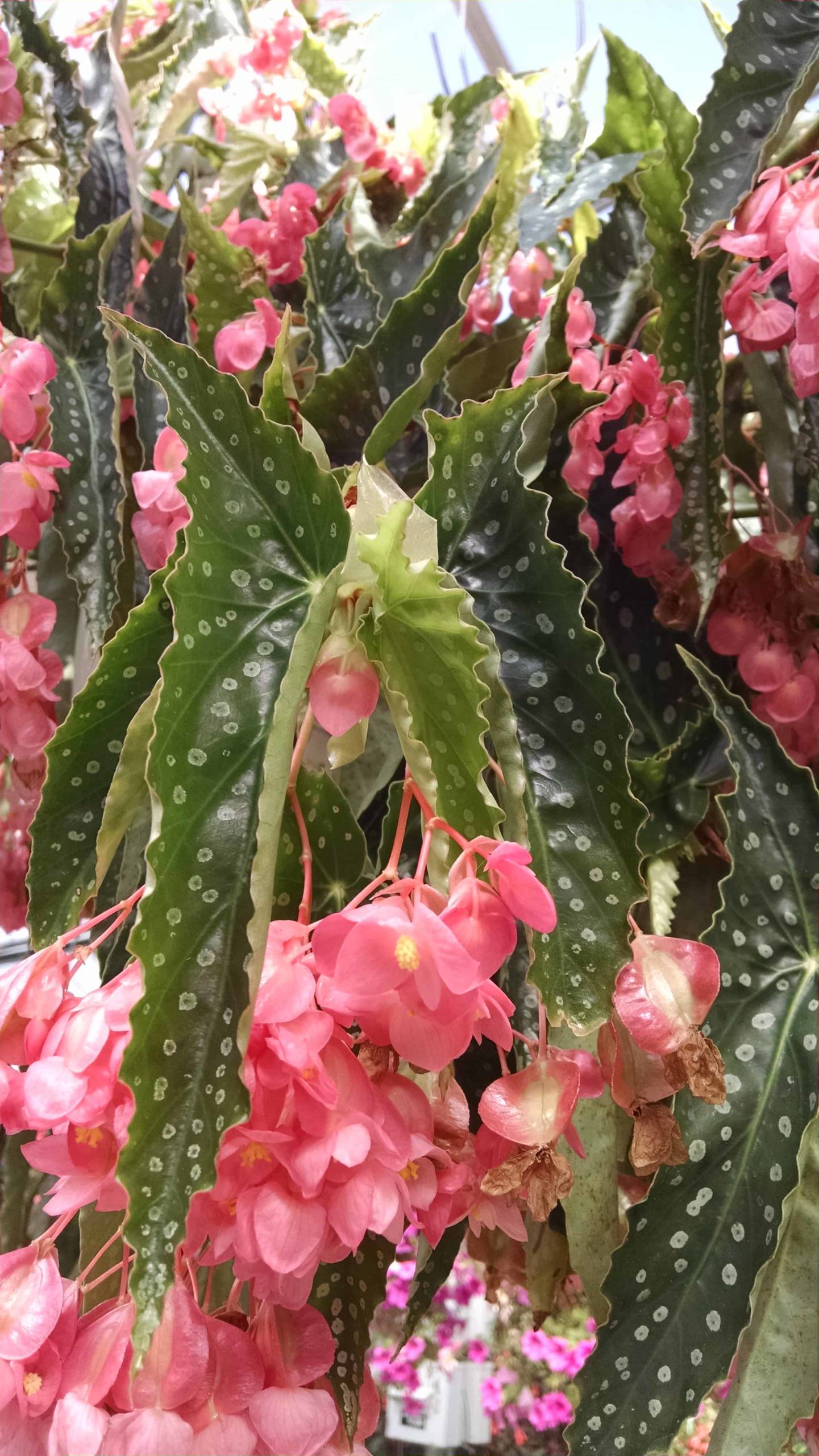 My Special Angel Begonia - Image 2