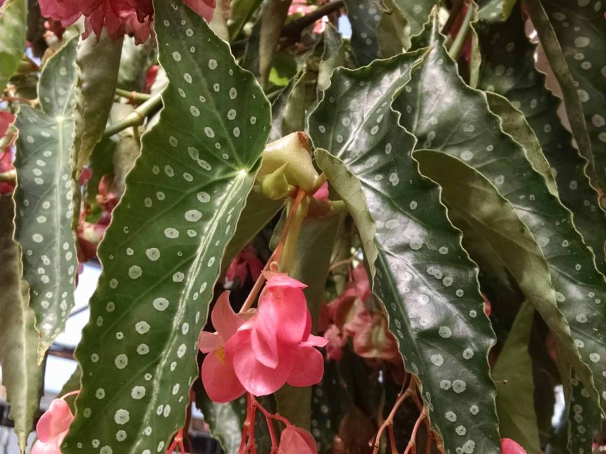 My Special Angel Begonia trailing foliage by Studley Flower Gardens