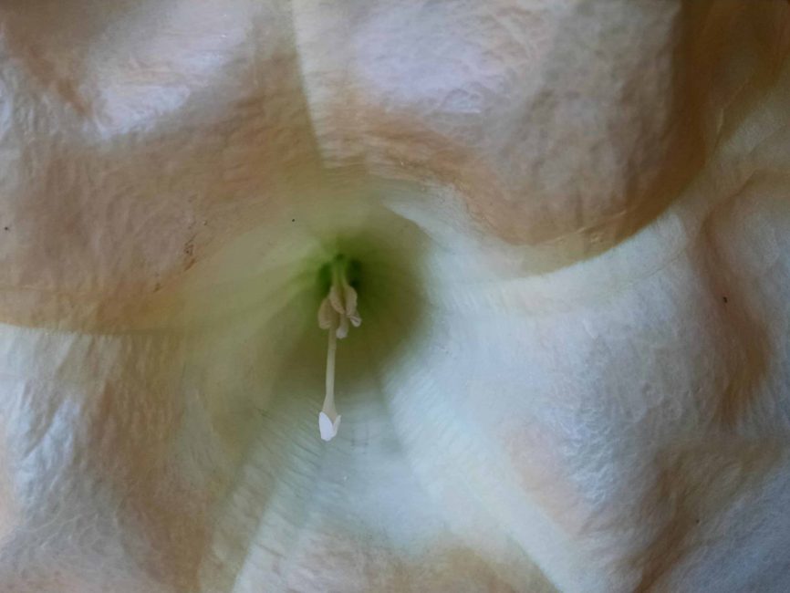 suaveolens peach brugmansia detail image