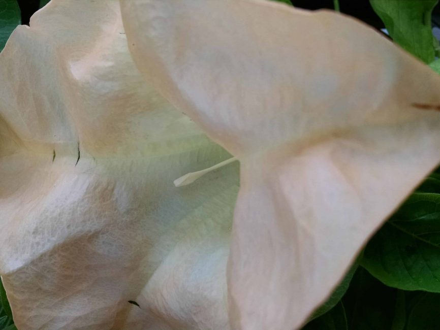 Suaveolens Peach Brugmansia bloom by Studley Flower Gardens