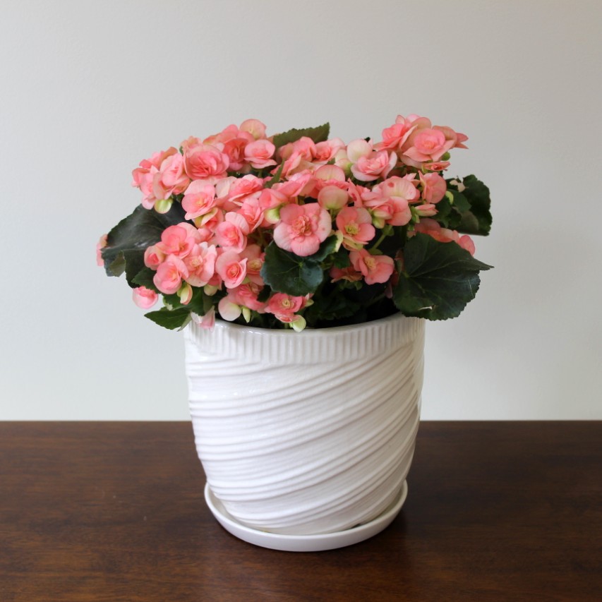 Begonia plant with blooms and buds by Studley Flower Gardens