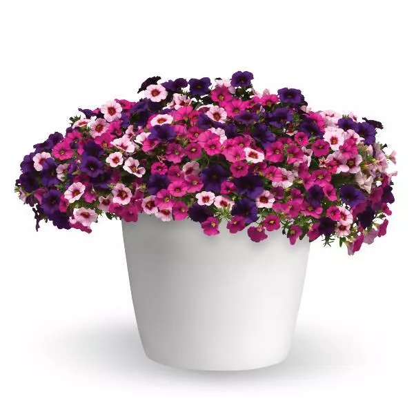 Berry Daring Trixi combo hanging basket with pink, fuchsia, and purple flowers by Studley Flower Gardens