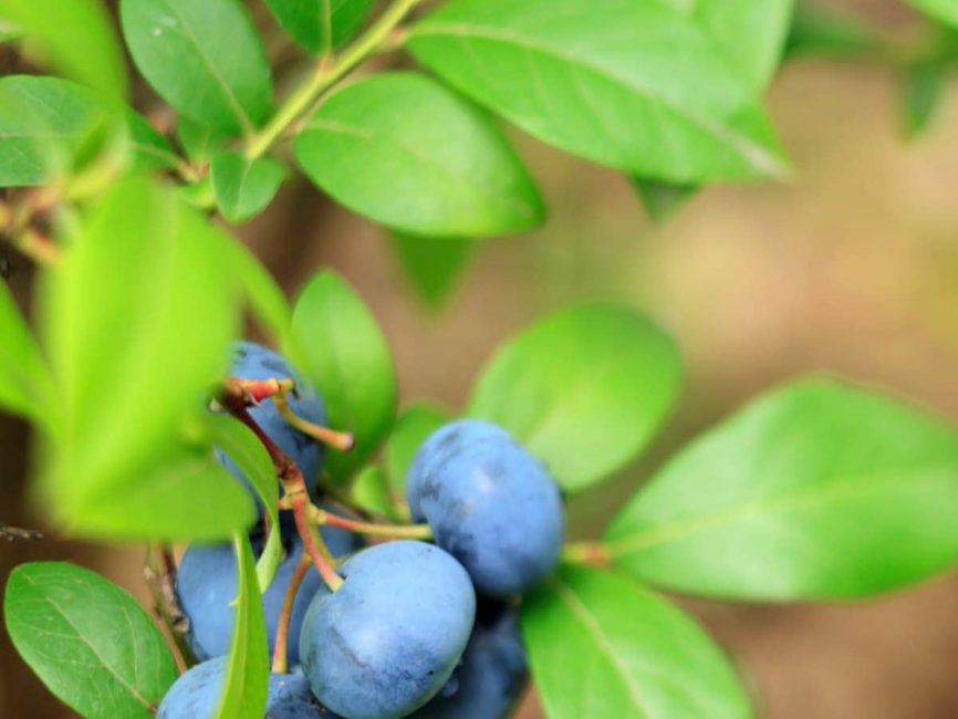 Blueberry bush with ripe blue berries by Studley Flower Gardens