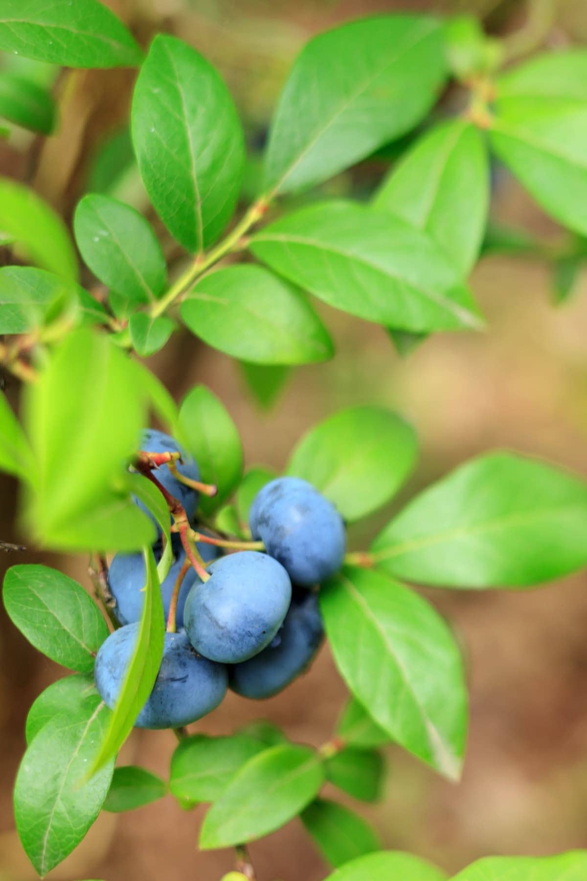 Blueberry bush with ripe blue berries by Studley Flower Gardens
