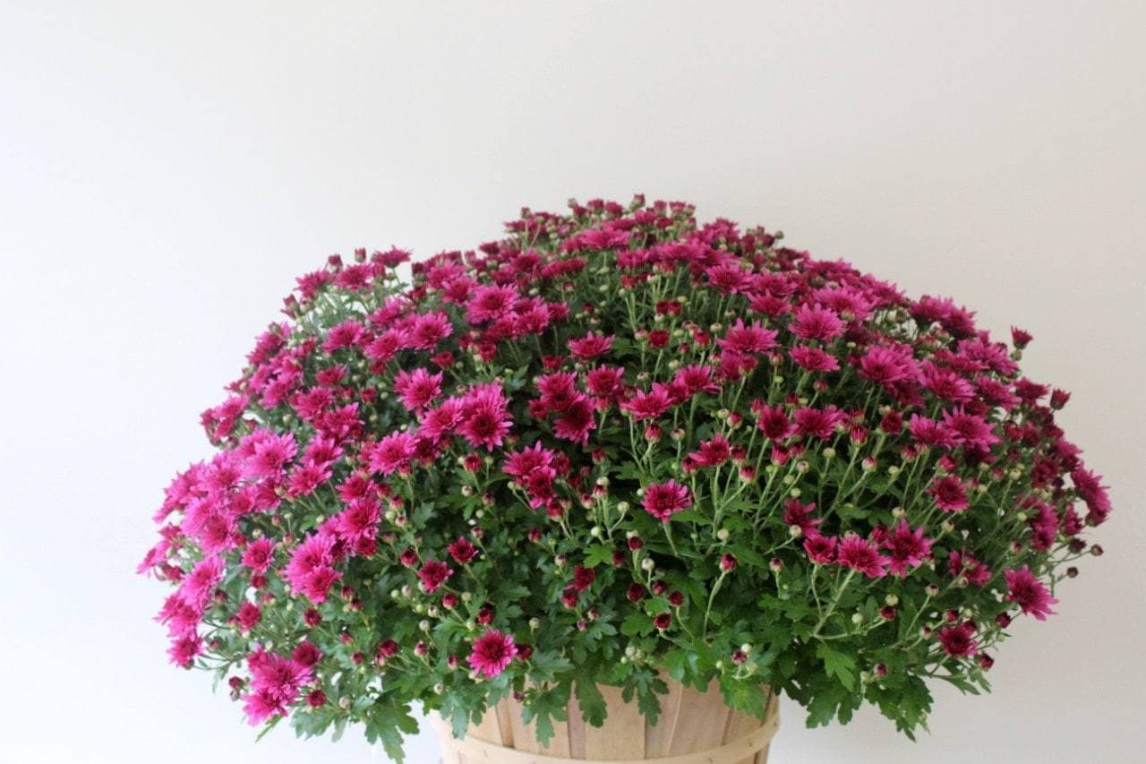 Bushel basket mum in a small bushel container by Studley Flower Gardens