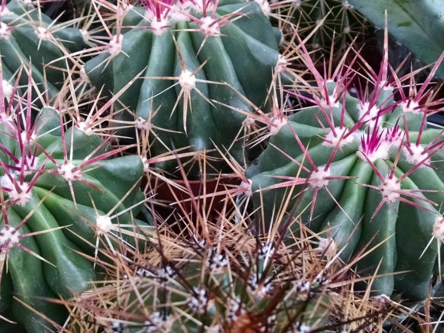 grower’s choice cactus detail image