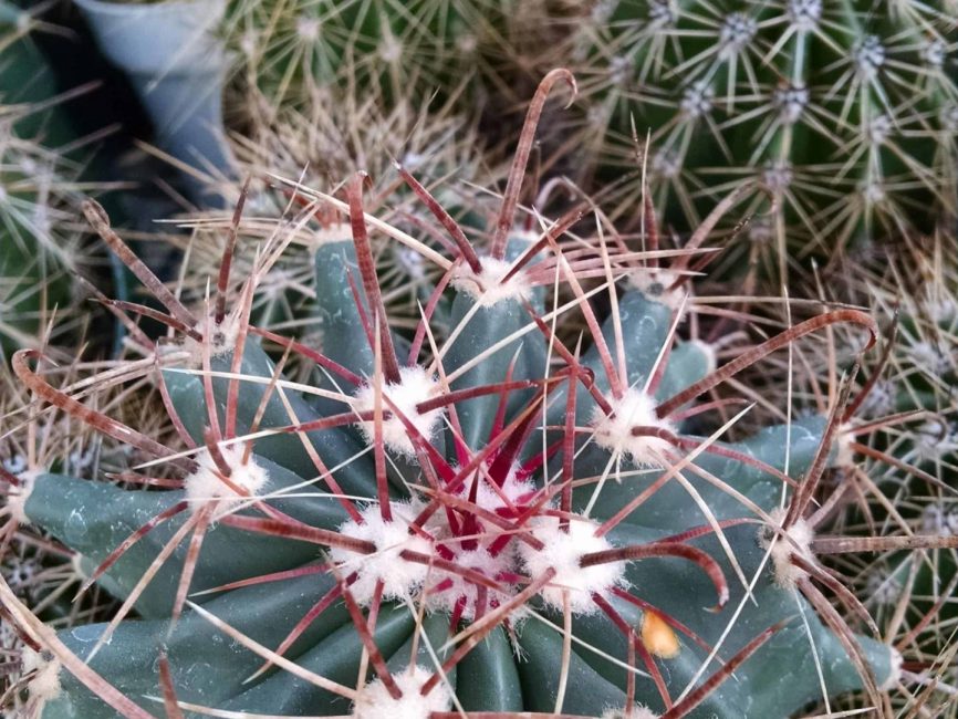 Grower’s Choice cactus with compact succulent form by Studley Flower Gardens