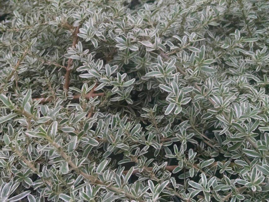 Dwarf mirror plant, coprosma with light green variegated foliage by Studley Flower Gardens