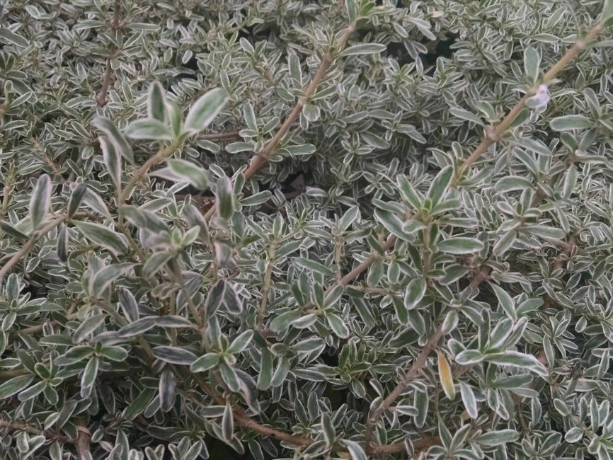 Dwarf mirror plant, coprosma with glossy trailing foliage by Studley Flower Gardens