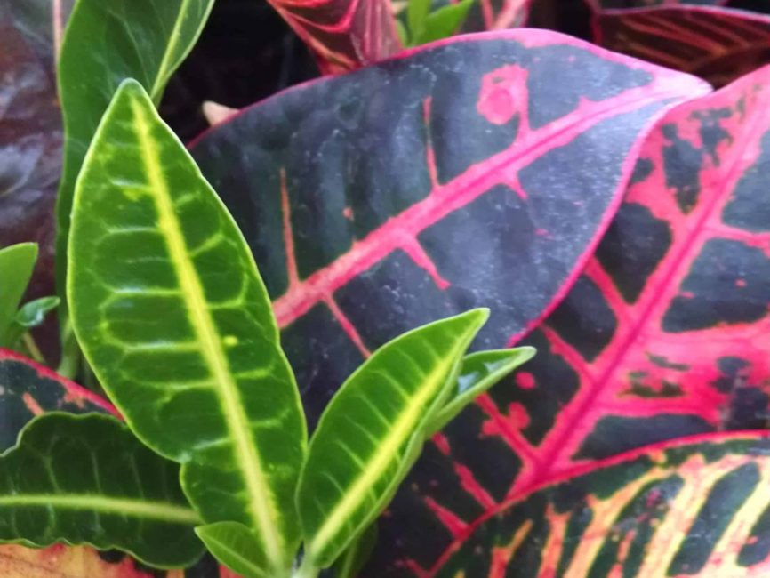 Petra croton scaled leaves by Studley Flower Gardens detail image