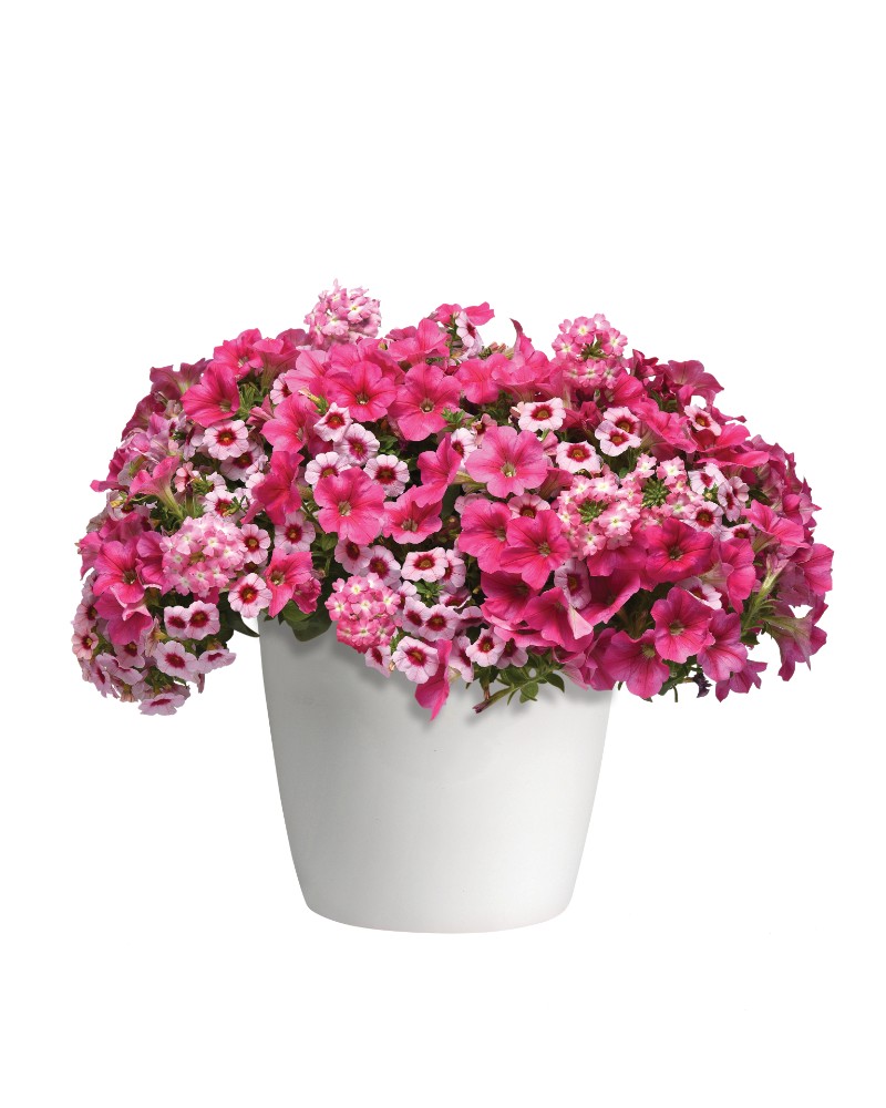 Cherry Kiss Trixi® container garden in a hanging basket by Studley Flower Gardens