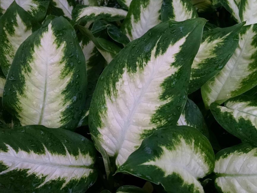 Camille Dieffenbachia with lush green patterned leaves by Studley Flower Gardens