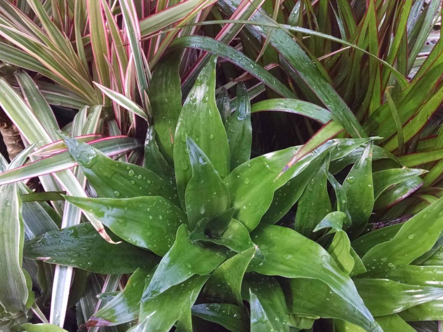 3 plant dracaena collection detail image