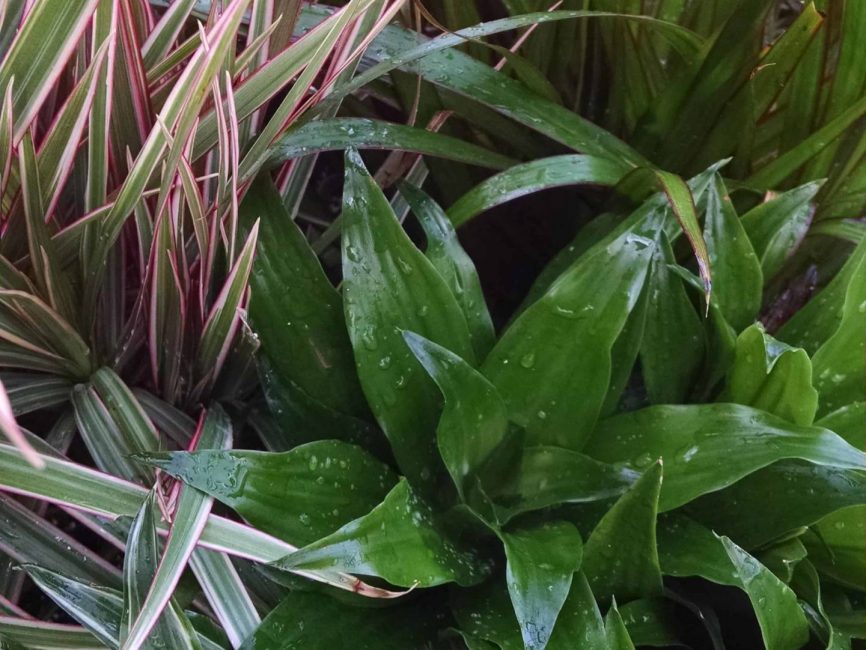 3 plant dracaena collection with scaled foliage by Studley Flower Gardens