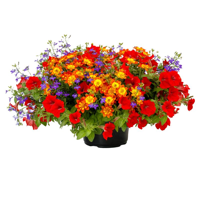 Disco Inferno Kwik Kombo® container garden with red, orange and blue flowers by Studley Flower Gardens