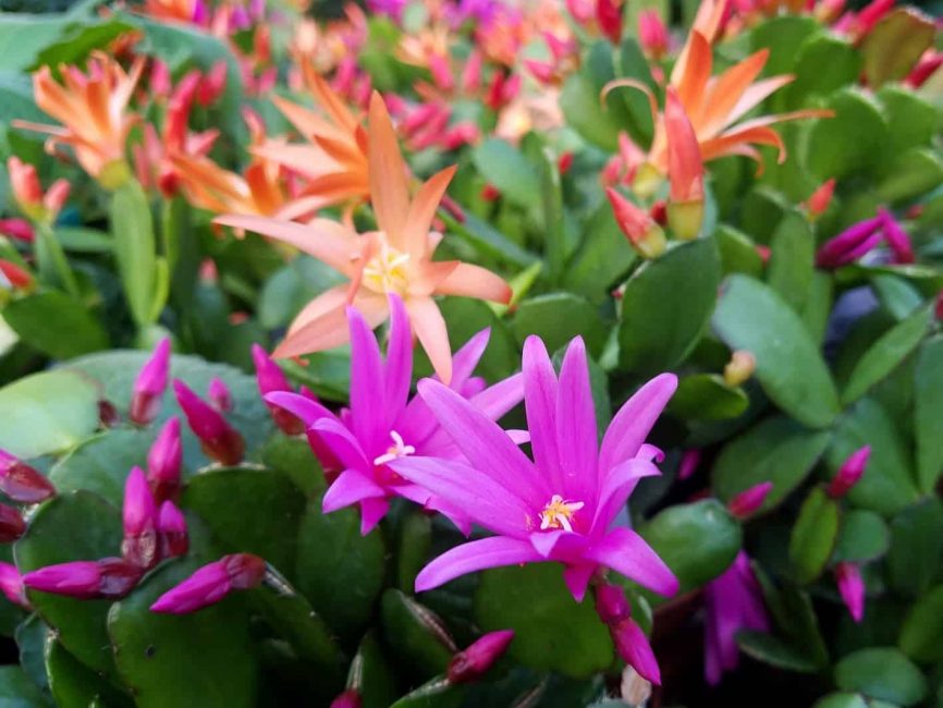 easter cactus rhipsalidopsis gaertneri detail image