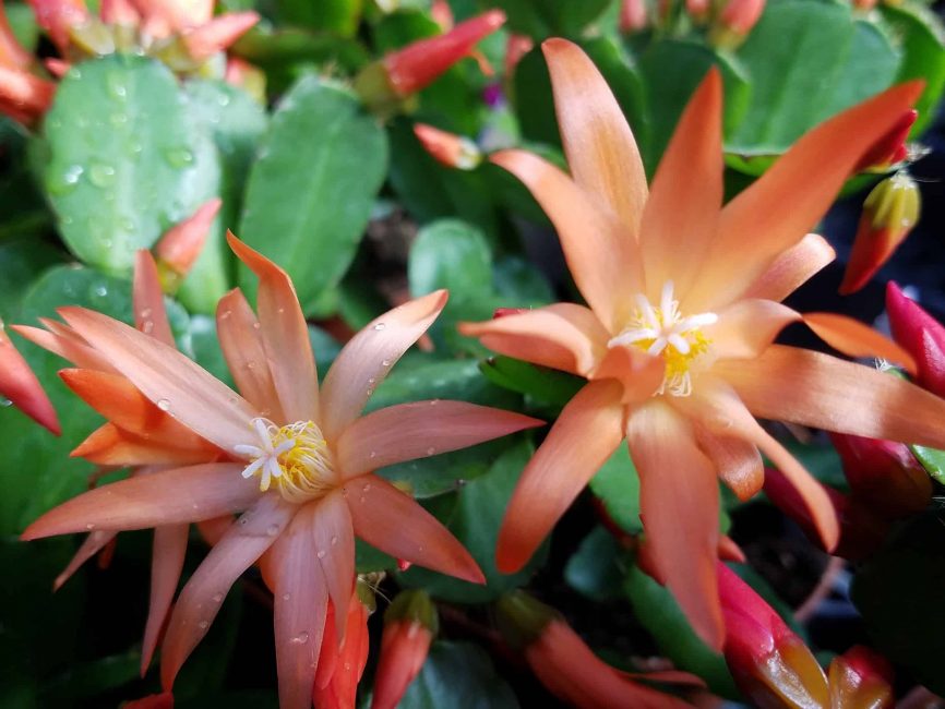 Easter cactus blooming on a windowsill by Studley Flower Gardens