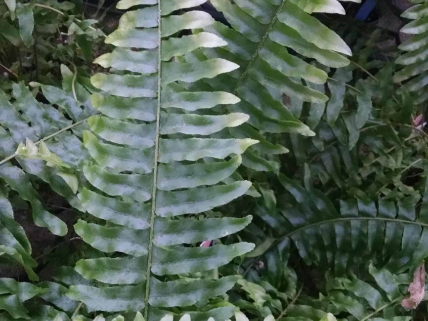 Boston fern with lush trailing fronds ideal for windowsill display by Studley Flower Gardens
