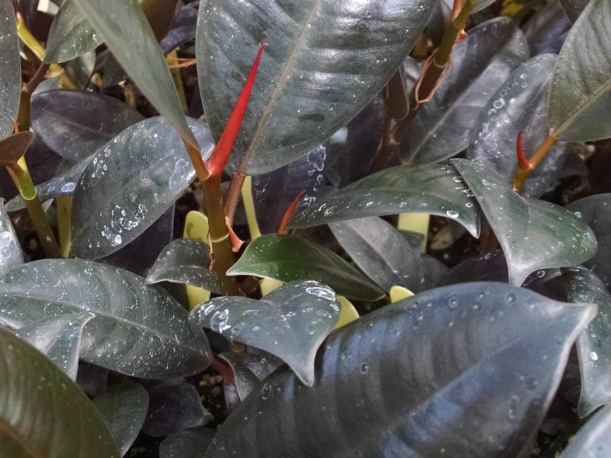 burgundy rubber tree detail image