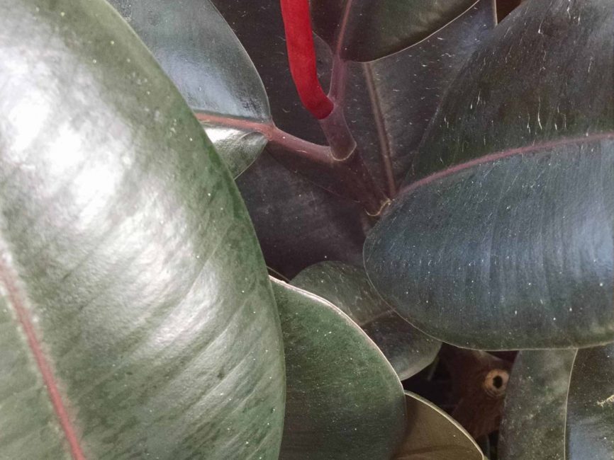 Burgundy rubber tree with glossy burgundy leaves by Studley Flower Gardens