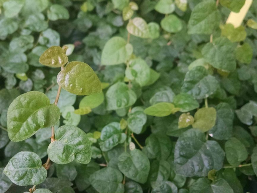 creeping fig detail image