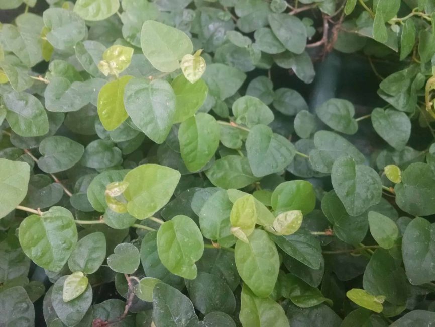 Creeping fig trailing foliage by Studley Flower Gardens