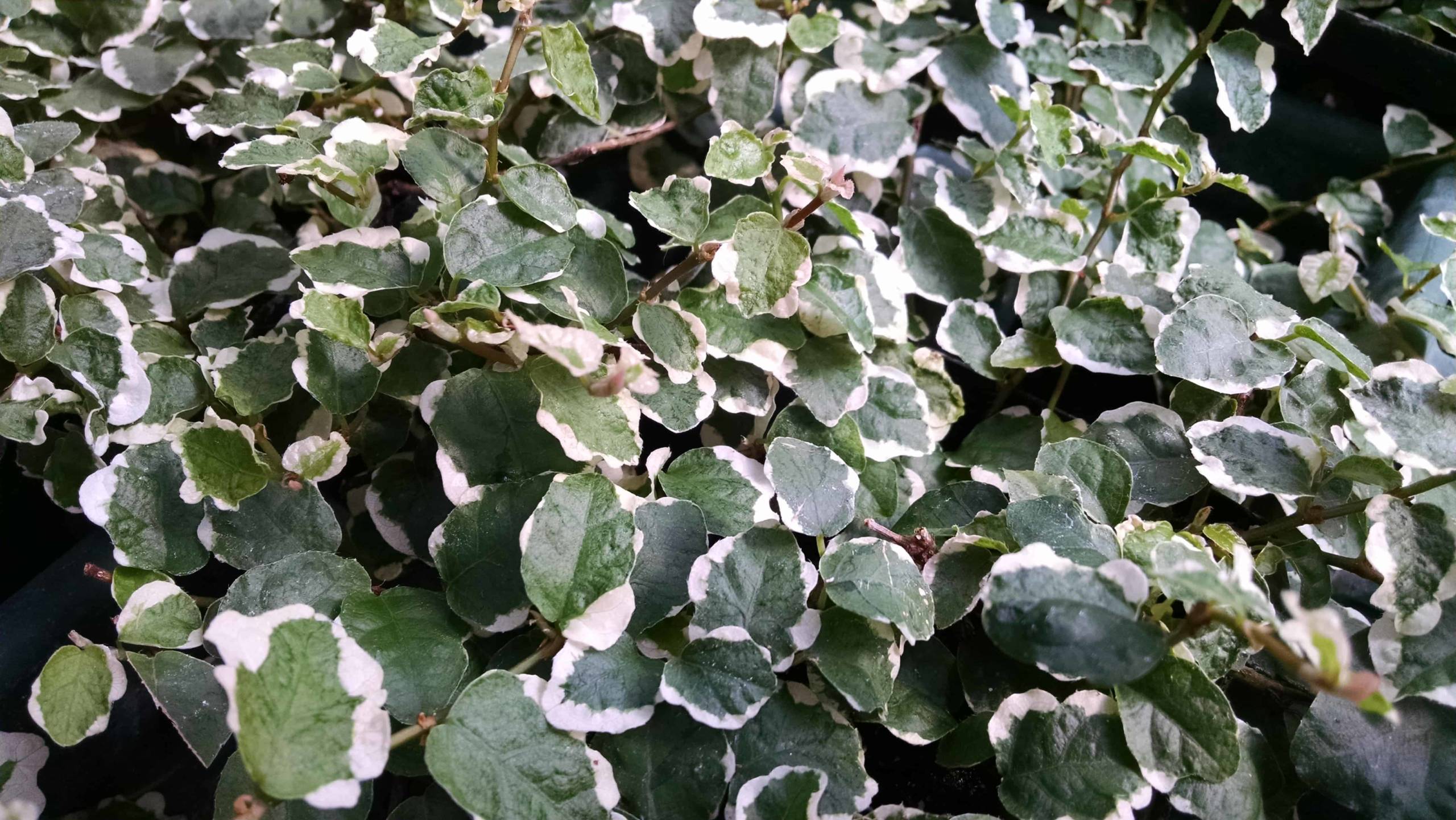 Variegated Creeping Fig - Image 3