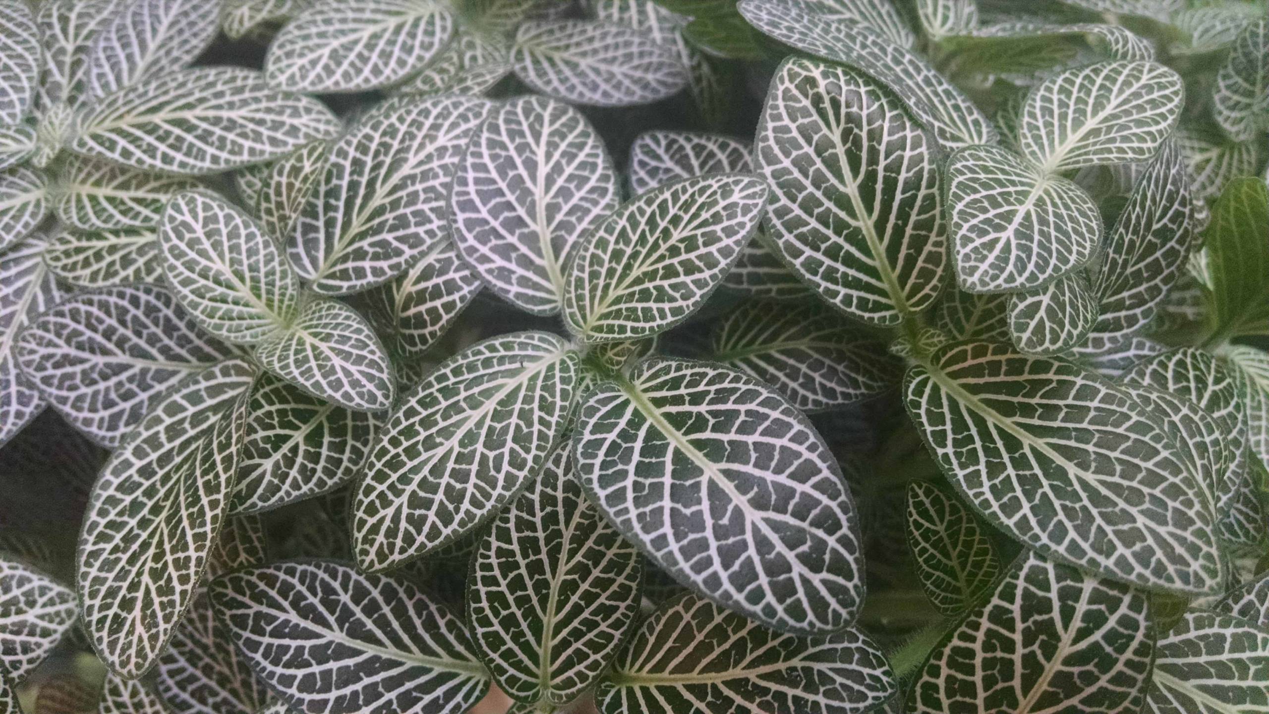 Nerve Plant, Mini Fittonia - Image 2