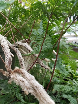 Rabbit’s foot fern with trailing fronds by Studley Flower Gardens