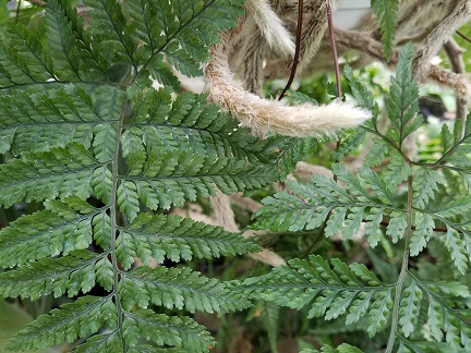 rabbit’s foot fern detail image