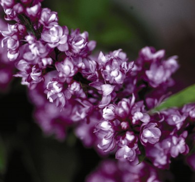 Flowering lilacs shrub with fragrant panicle blooms by Studley Flower Gardens