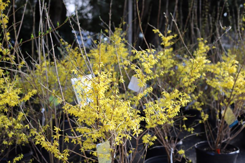 Forsythia Bush
