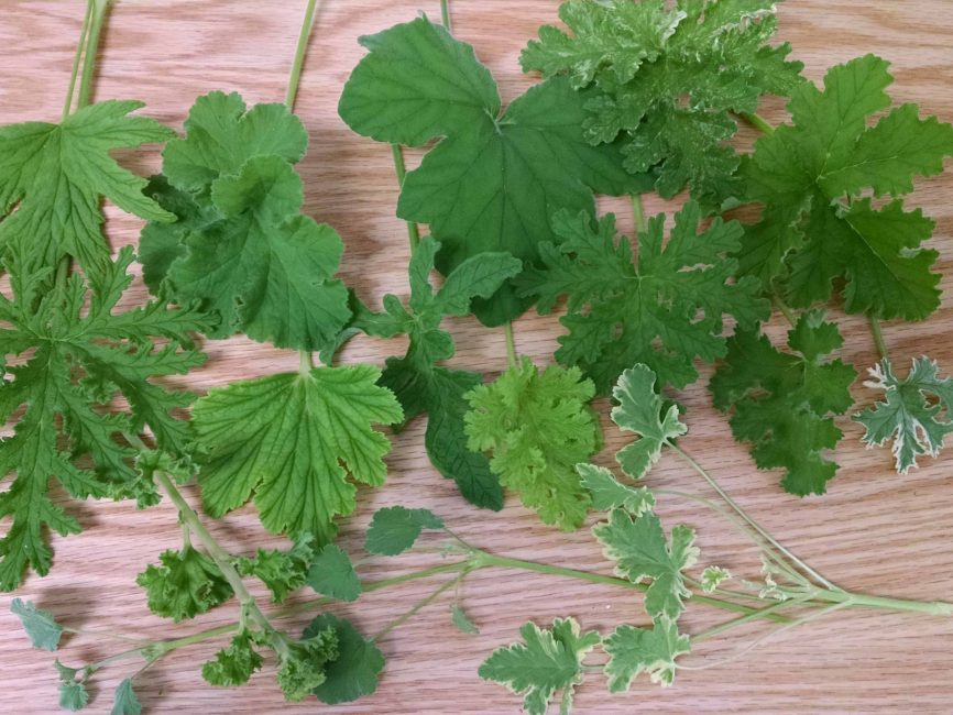 scented geranium collection detail image