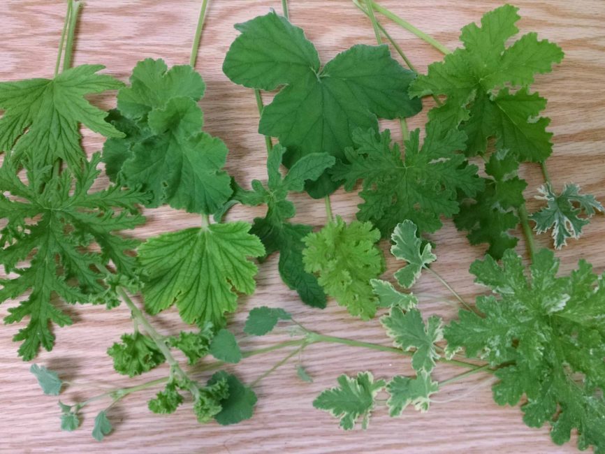 Scented geranium collection in a windowsill display by Studley Flower Gardens